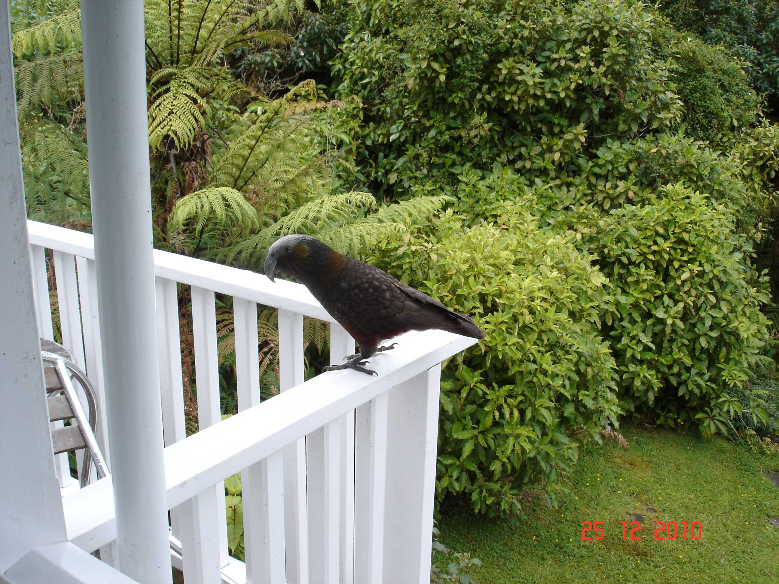 Stewart Island-8