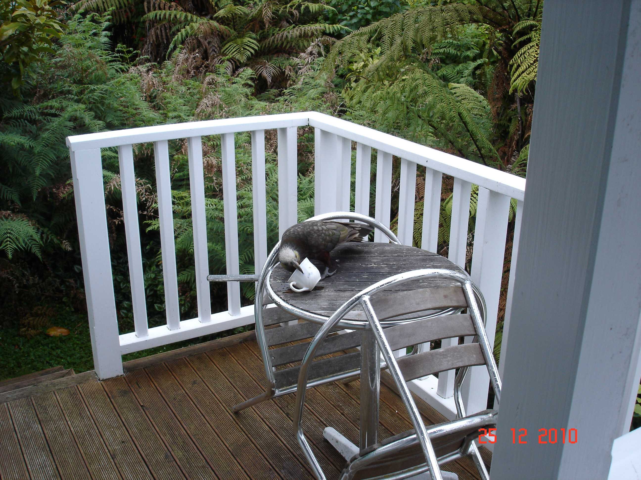 Stewart Island-9