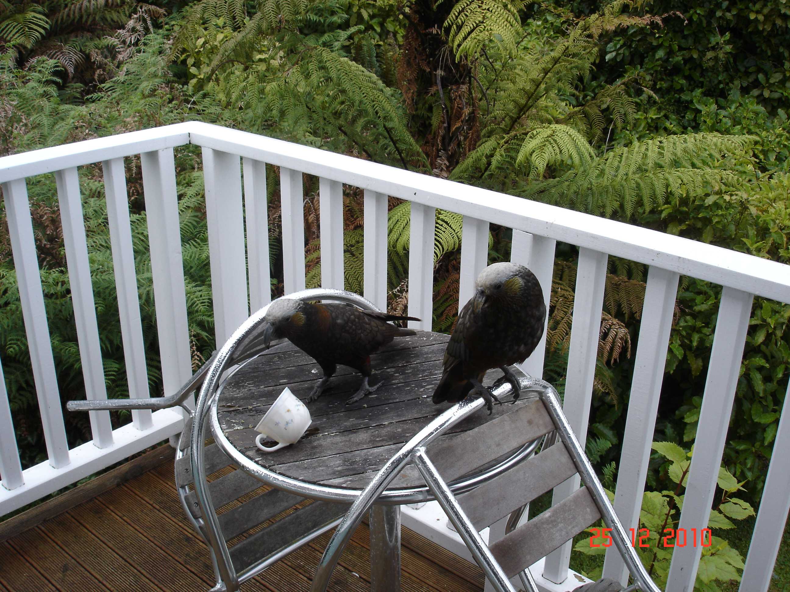 Stewart Island-11