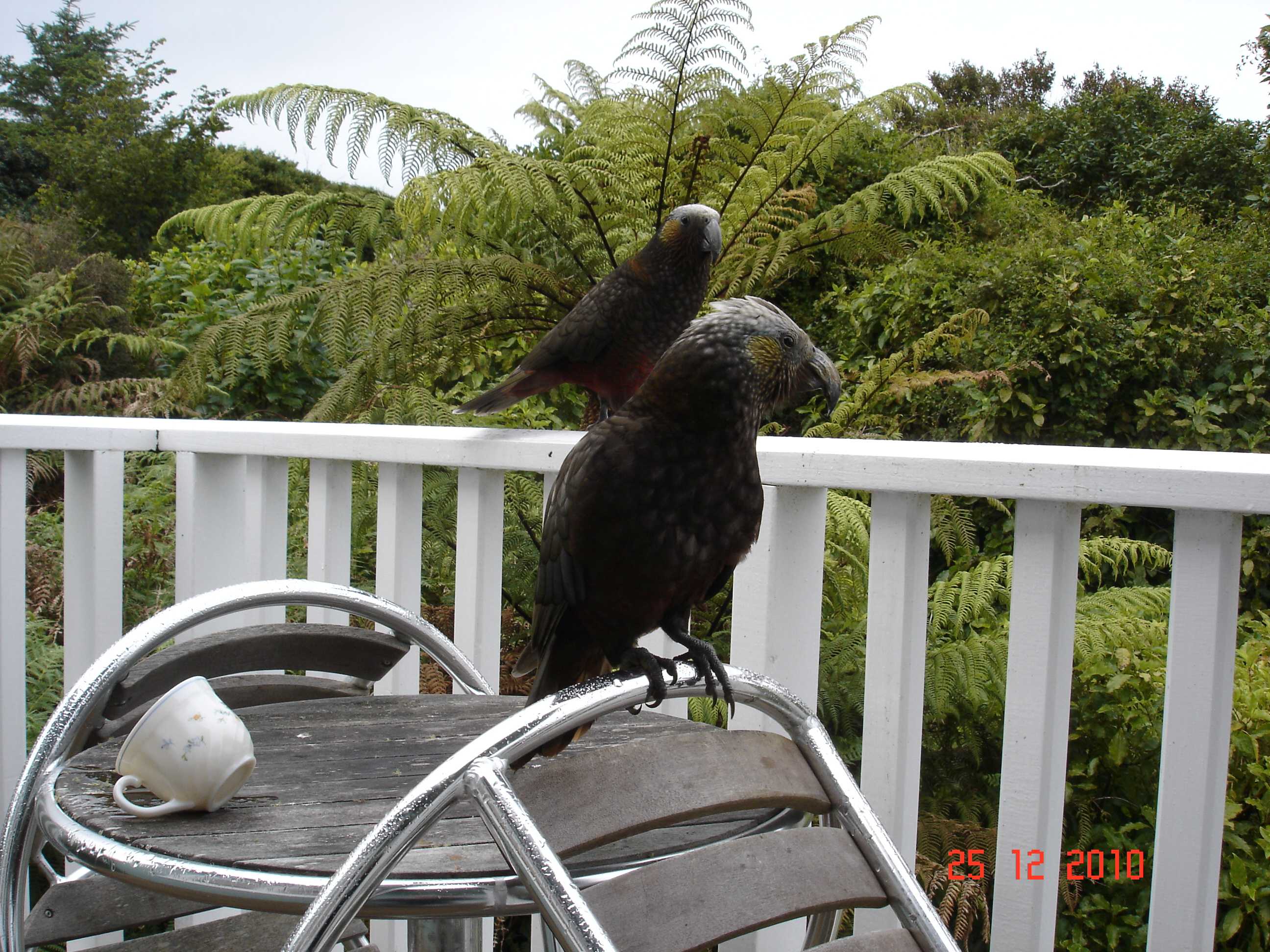 Stewart Island-13