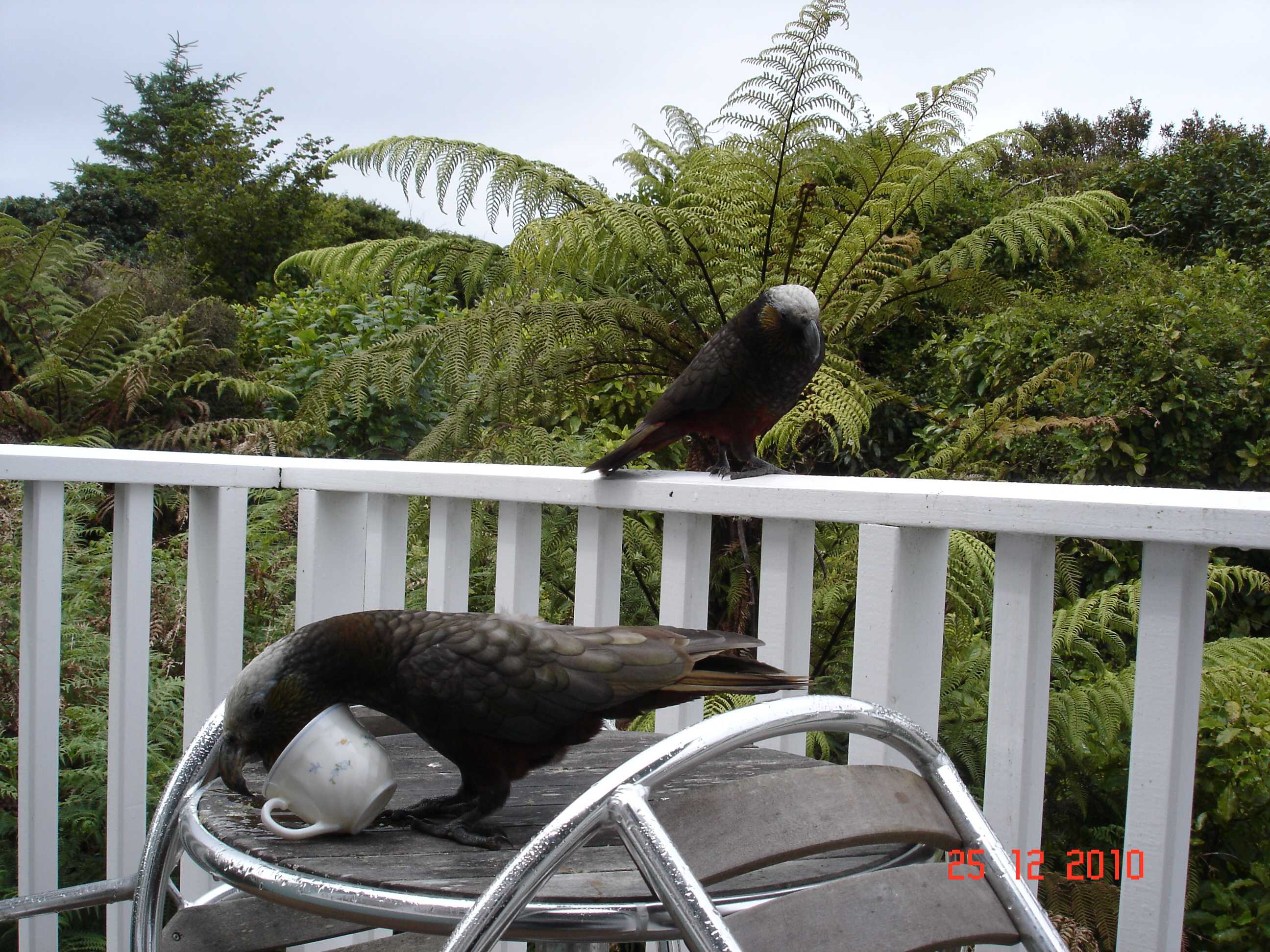 Stewart Island-14