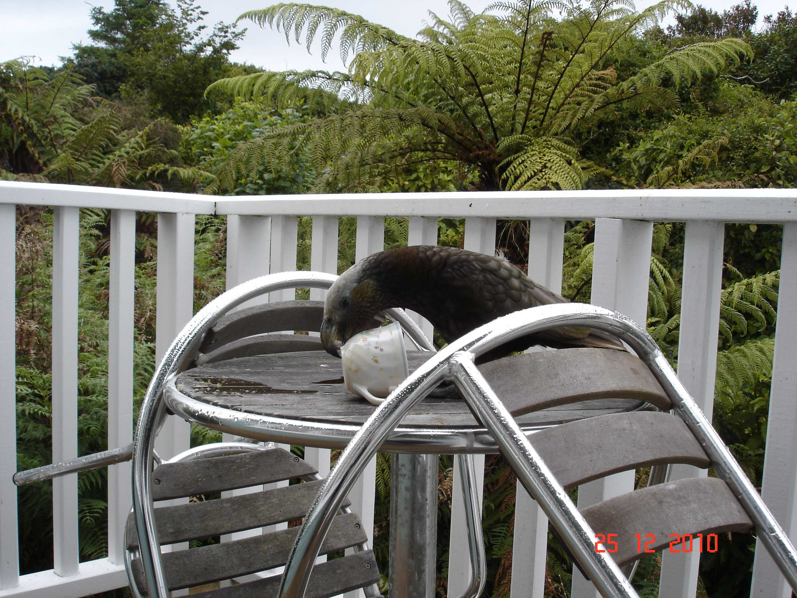 Stewart Island-17