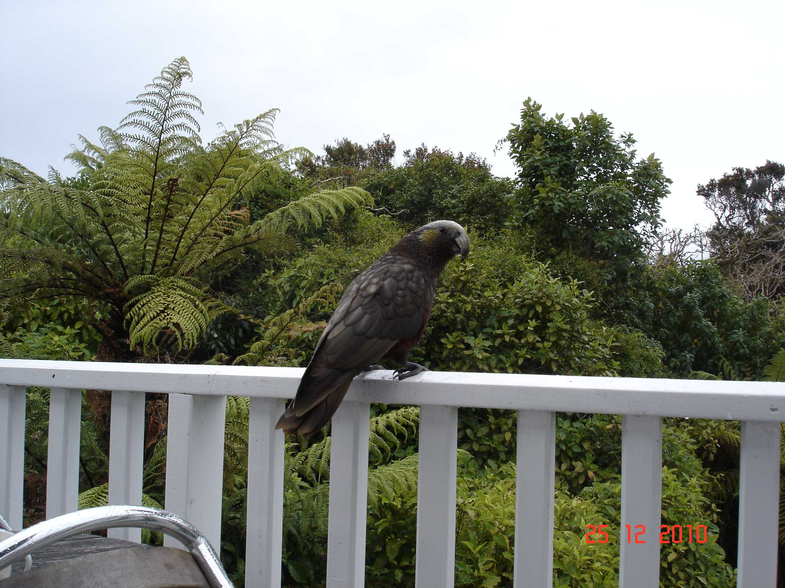 Stewart Island-18