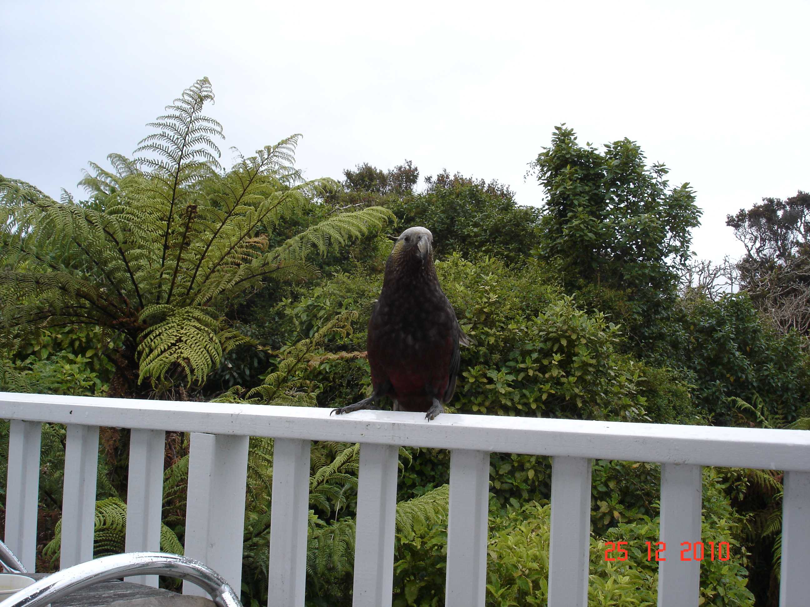 Stewart Island-19