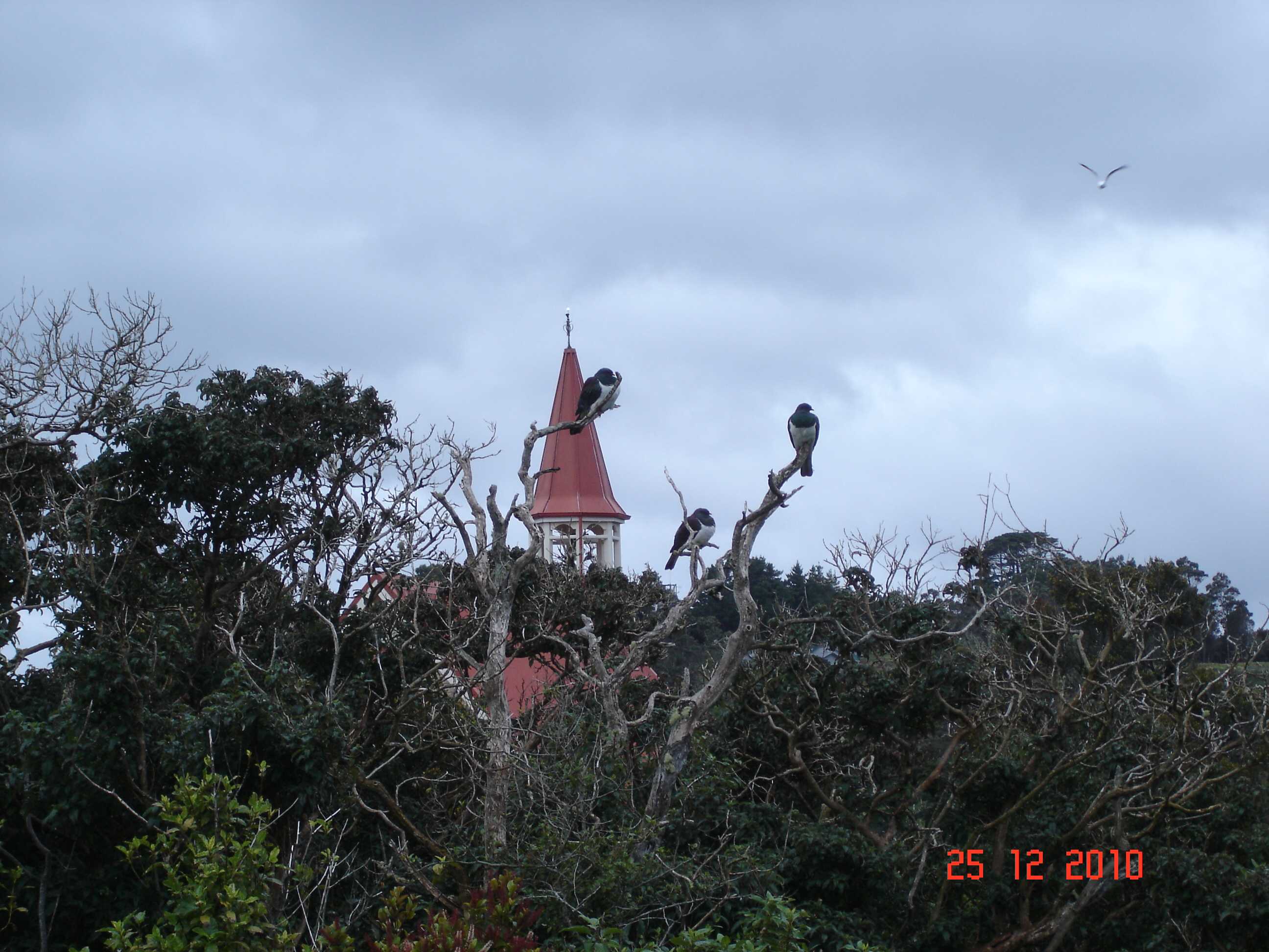 Stewart Island-49