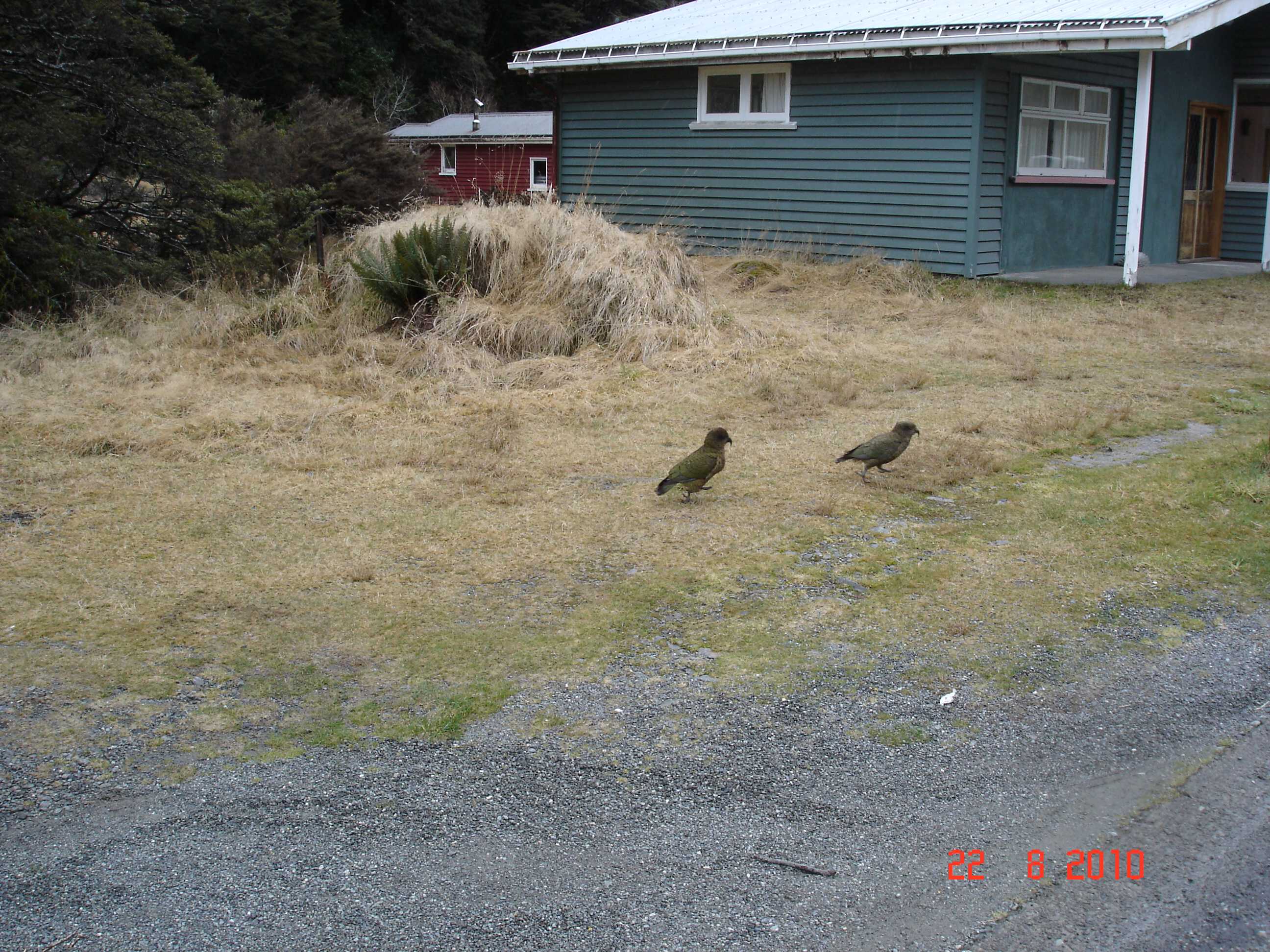 Arthur's Pass National Park-6