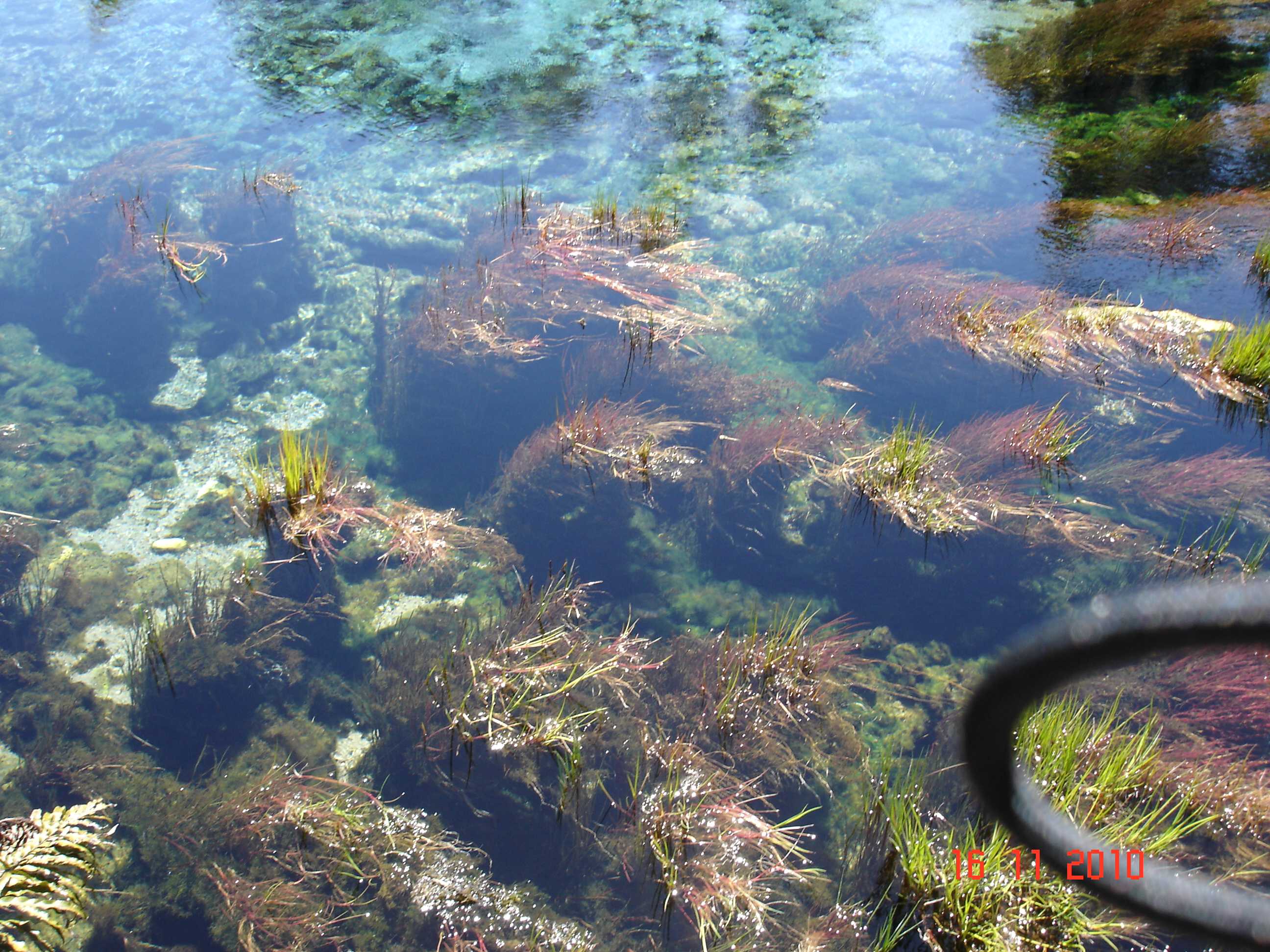 Te Waikoropupu Springs-6