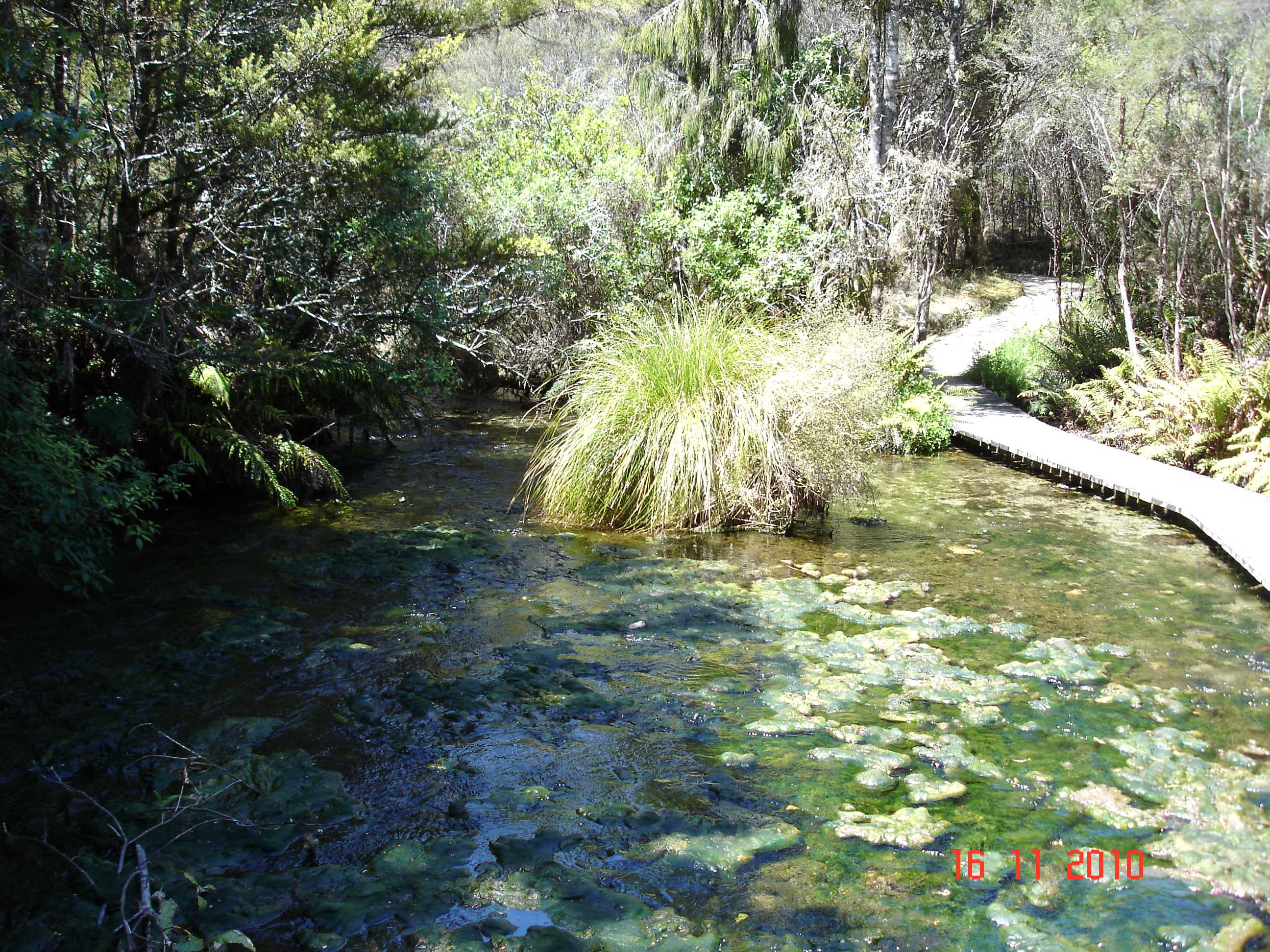 Te Waikoropupu Springs-14