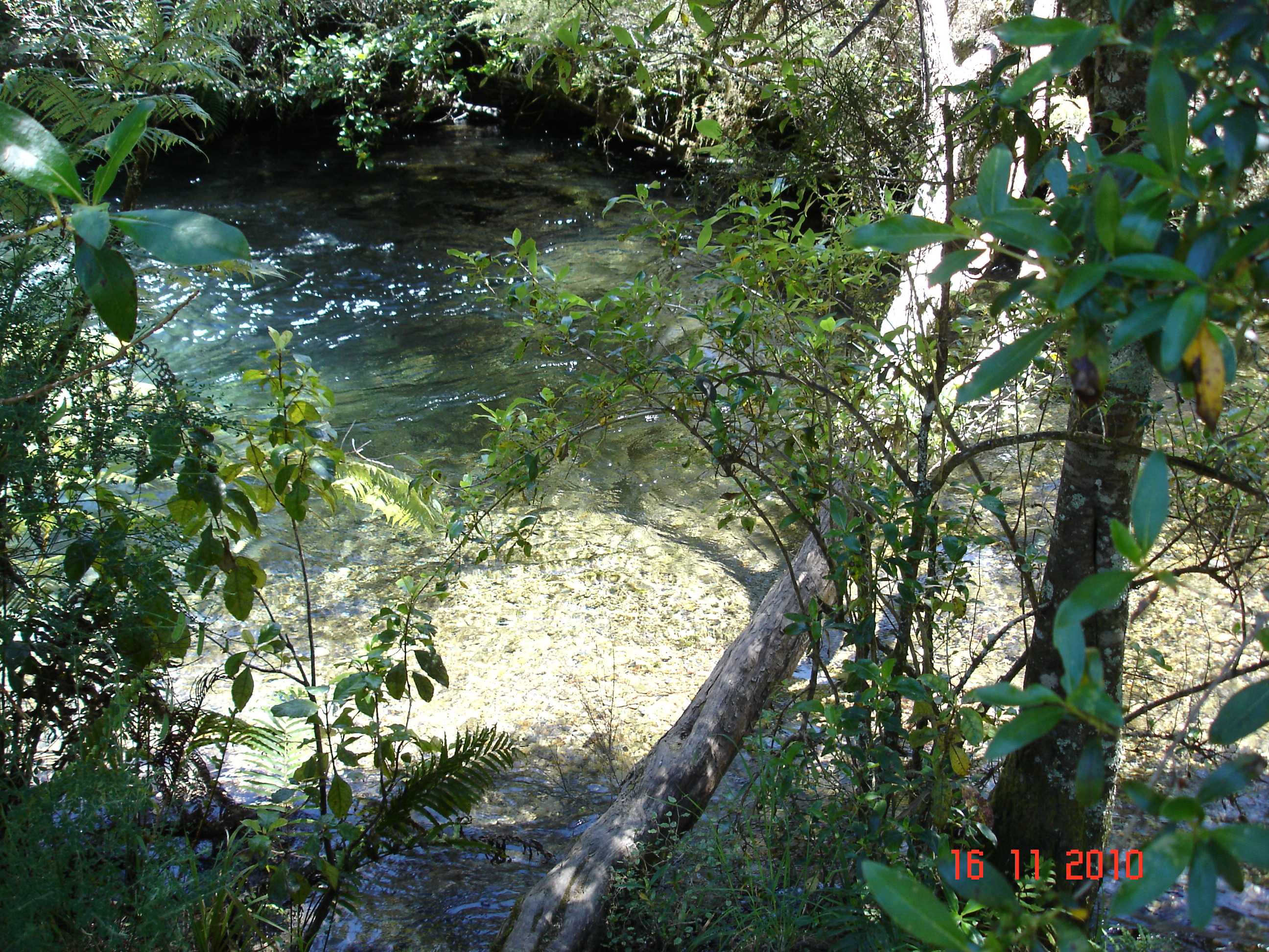 Te Waikoropupu Springs-15