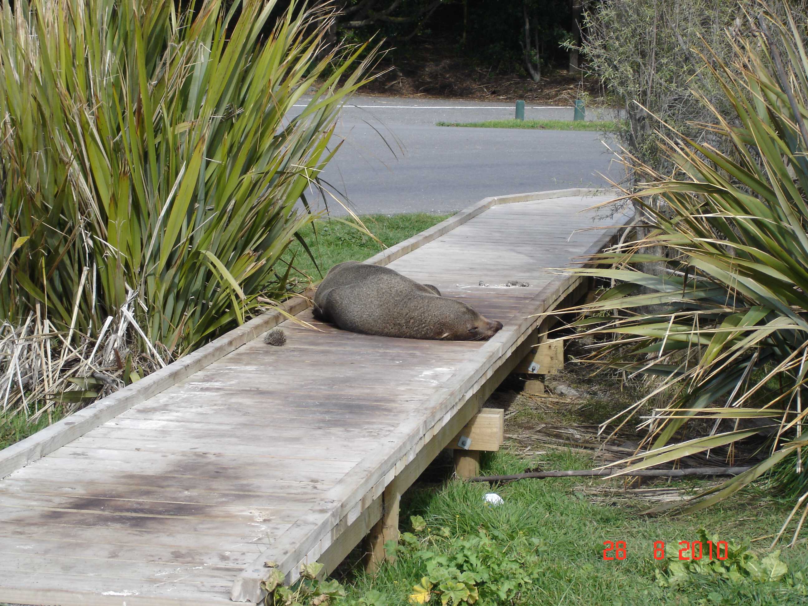 Kaikoura-9