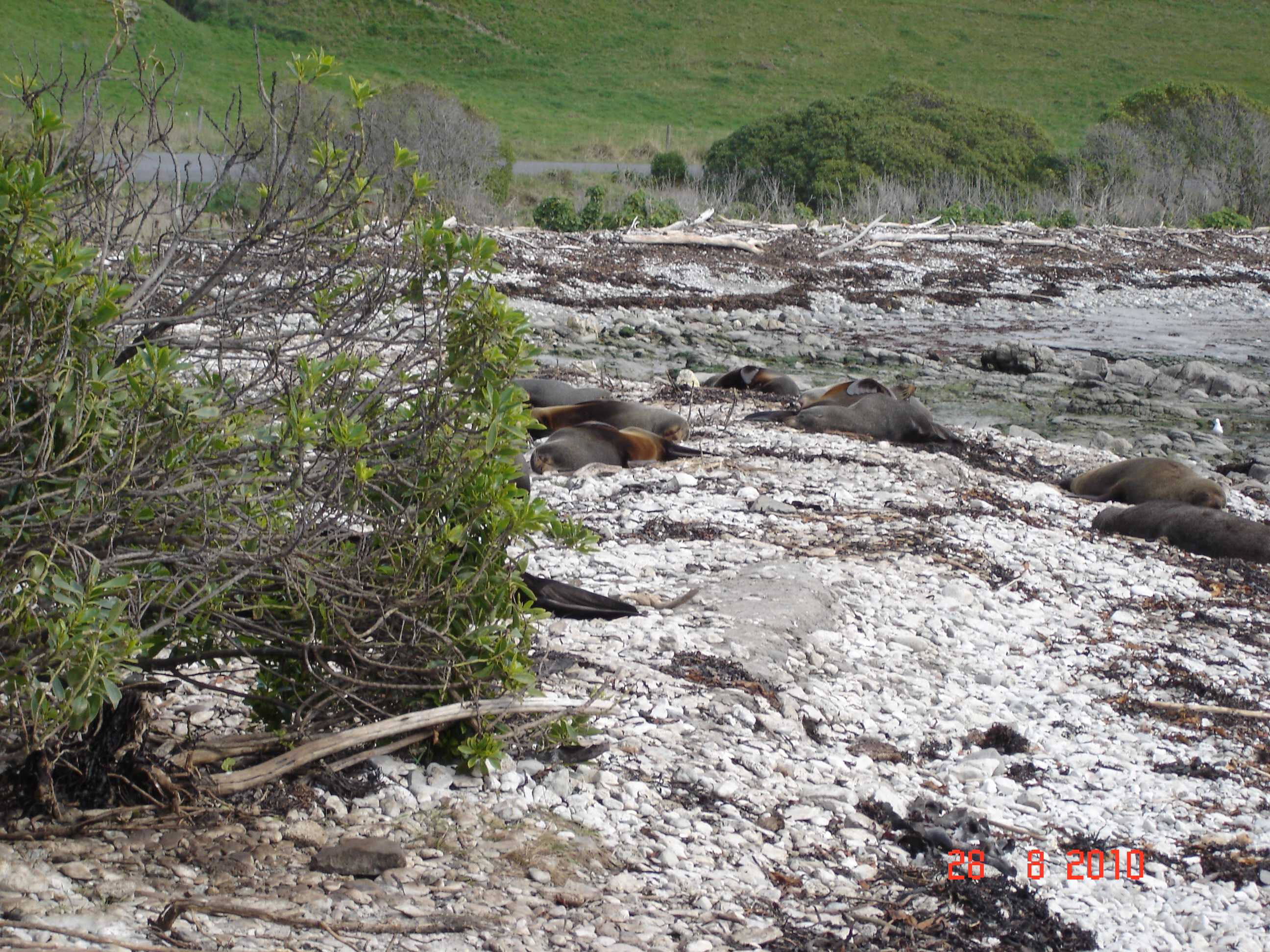 Kaikoura-10