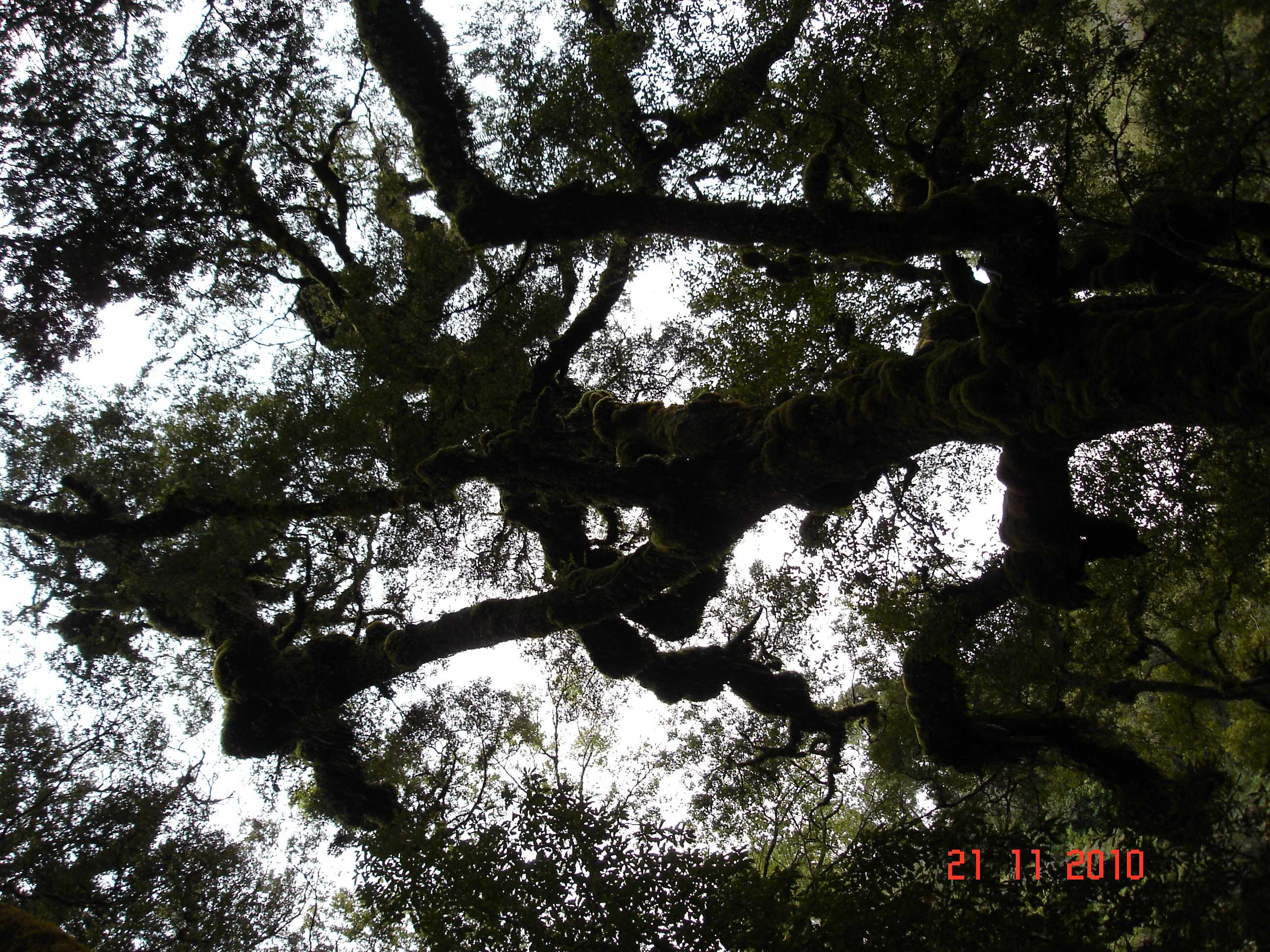 Oparara Arch Track-8