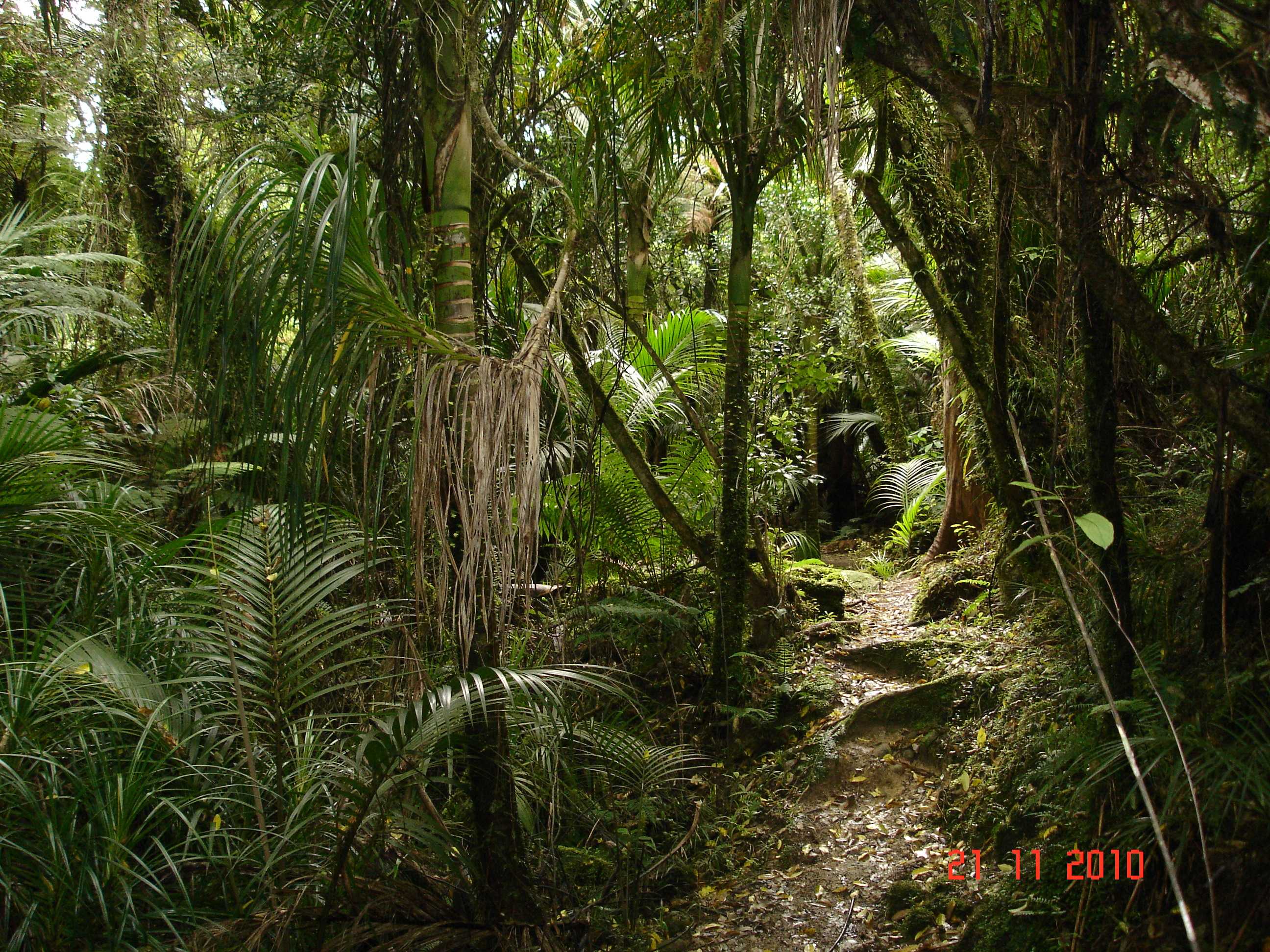 Heaphy Track-21