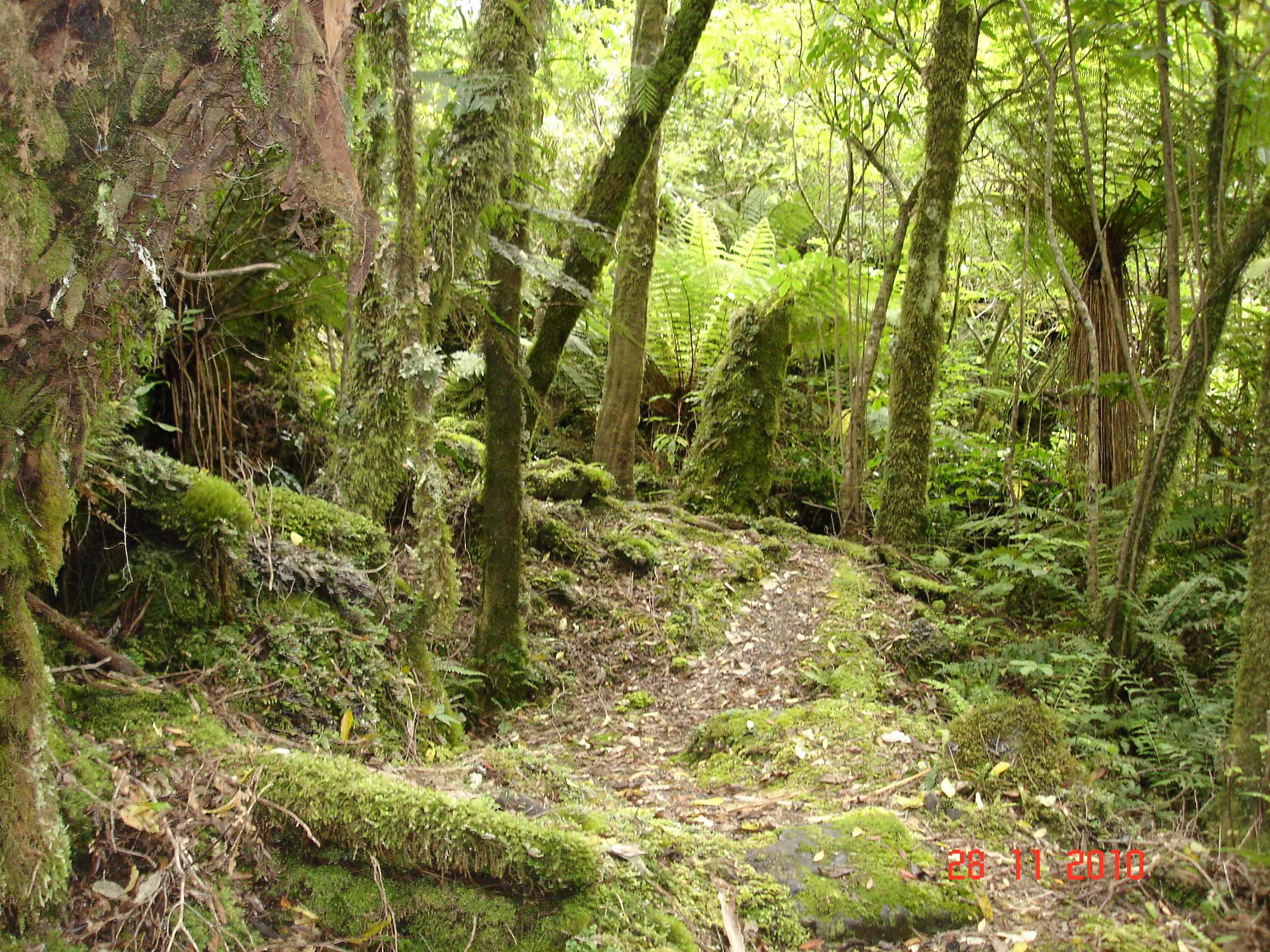 Fox Glacier-21