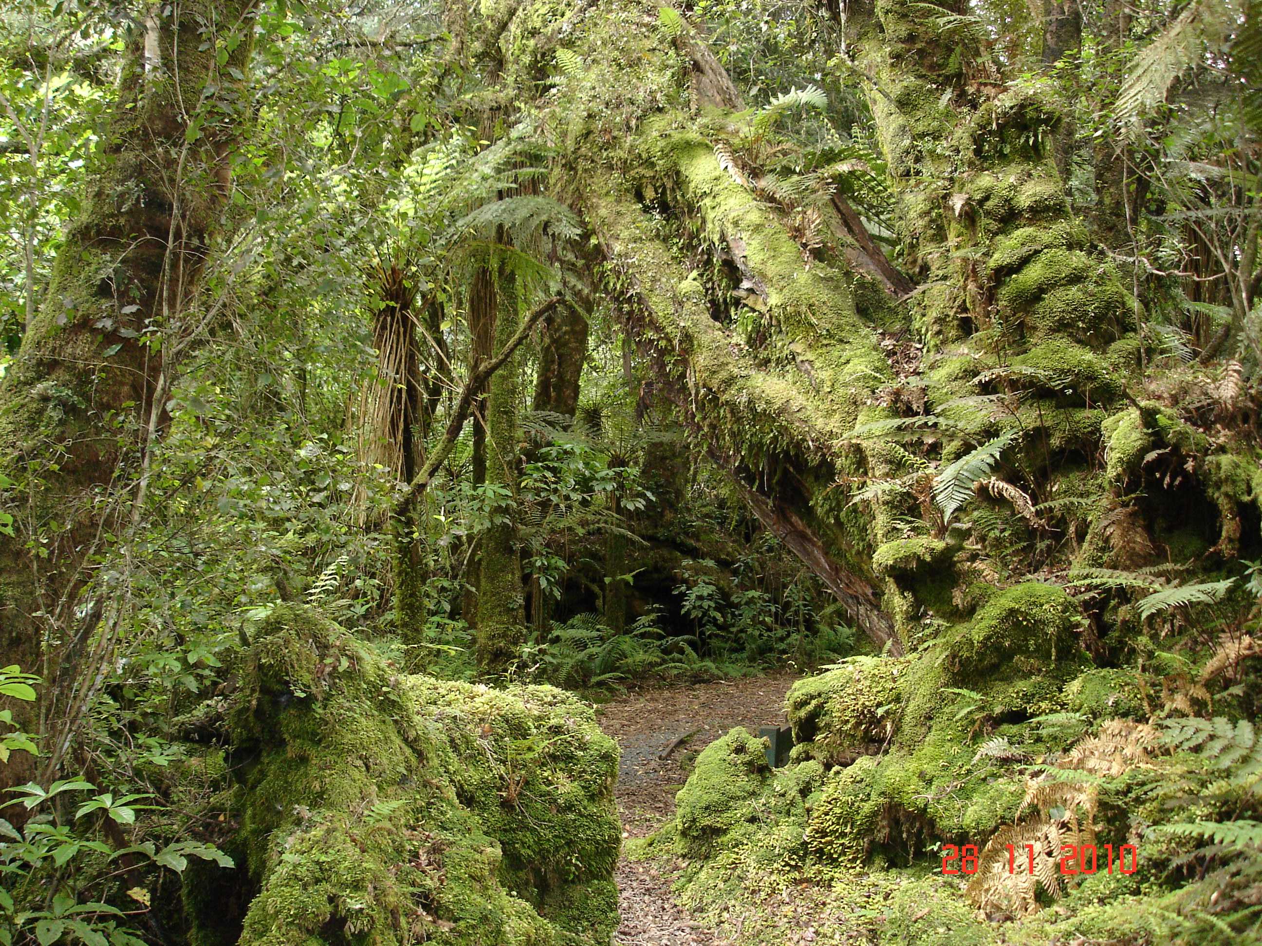 Fox Glacier-24