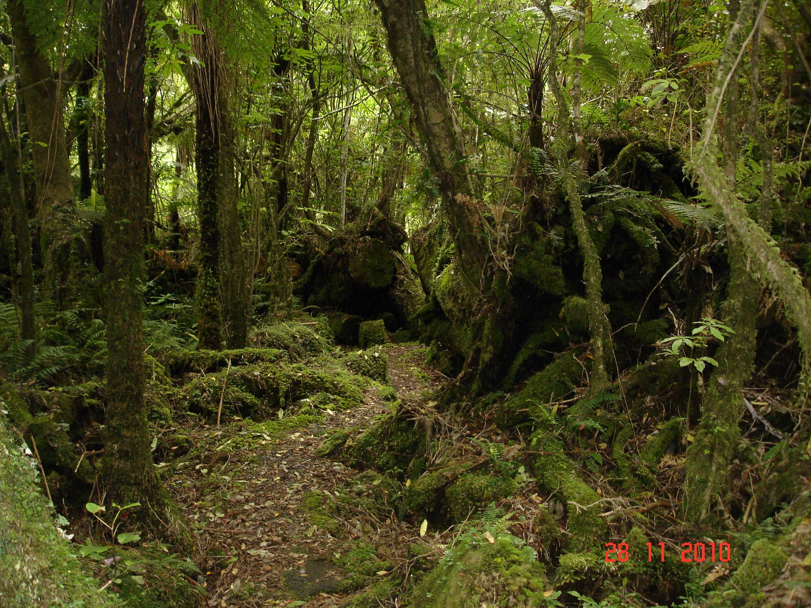 Fox Glacier-25