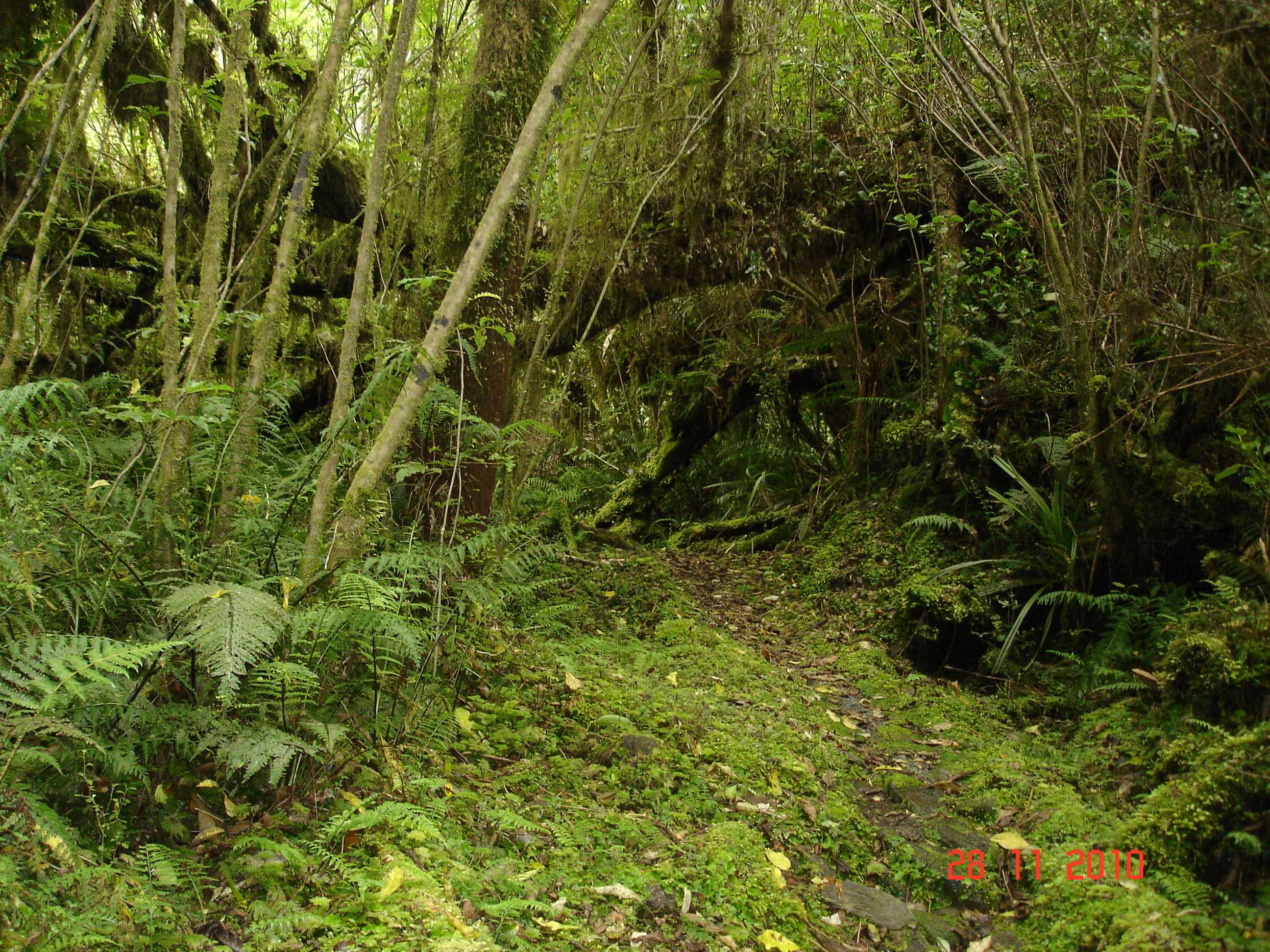 Fox Glacier-27