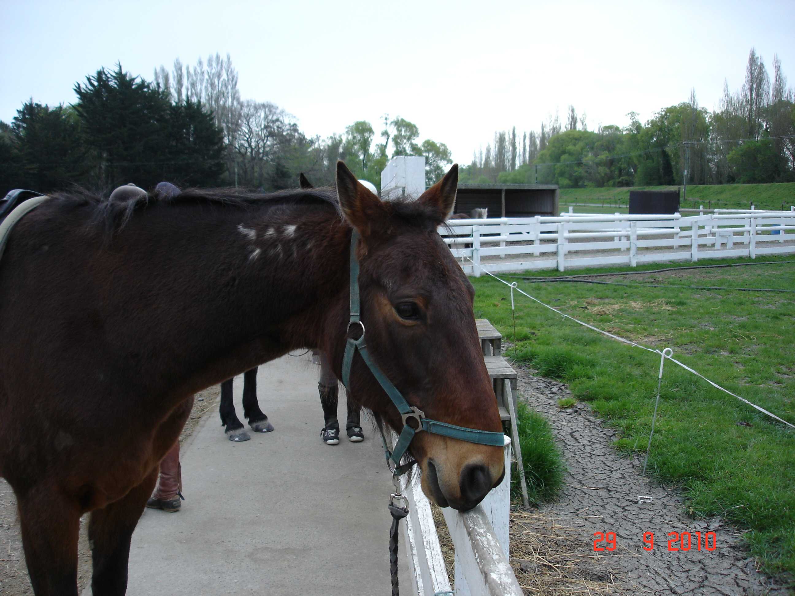 My first horse riding lesson-3