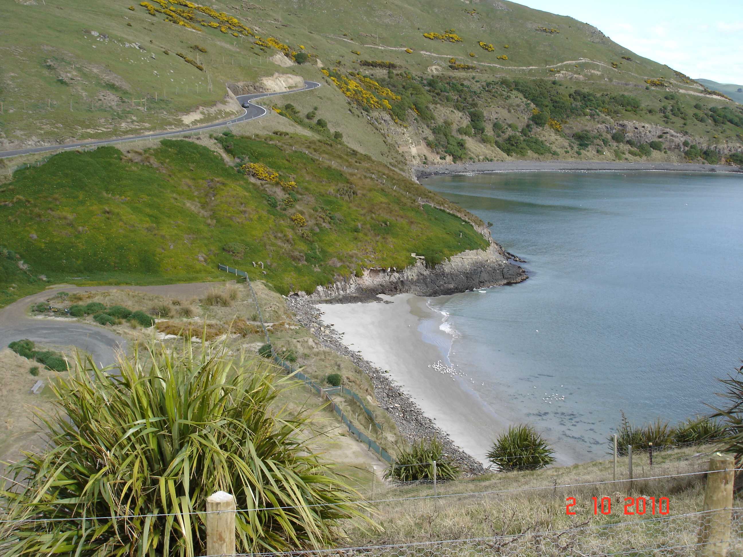 Dunedin-8