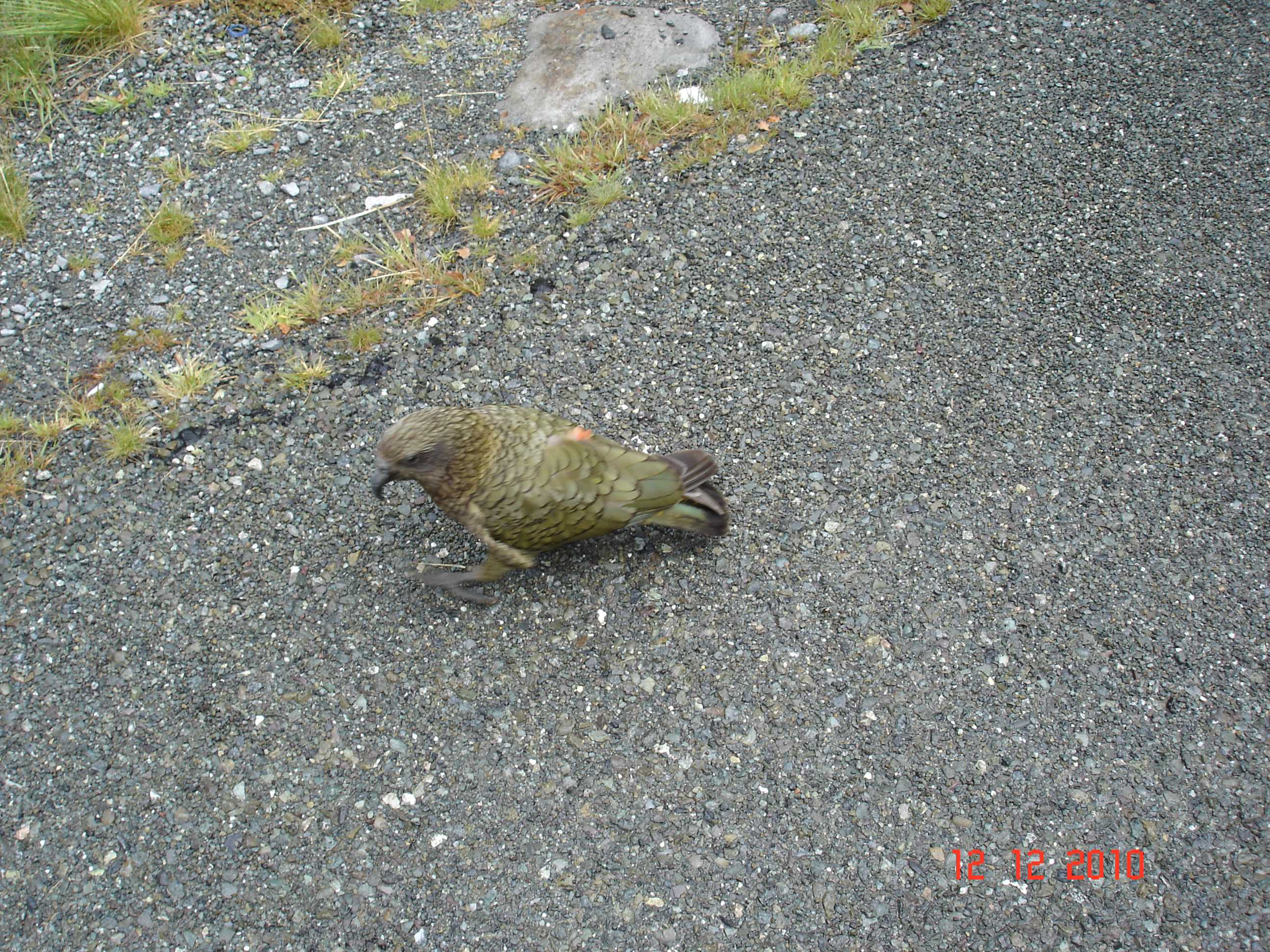 Cestou k Milford Sound-5