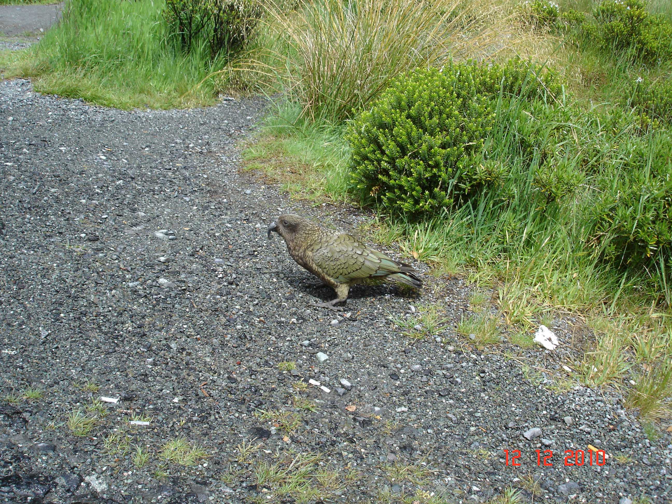 Cestou k Milford Sound-6