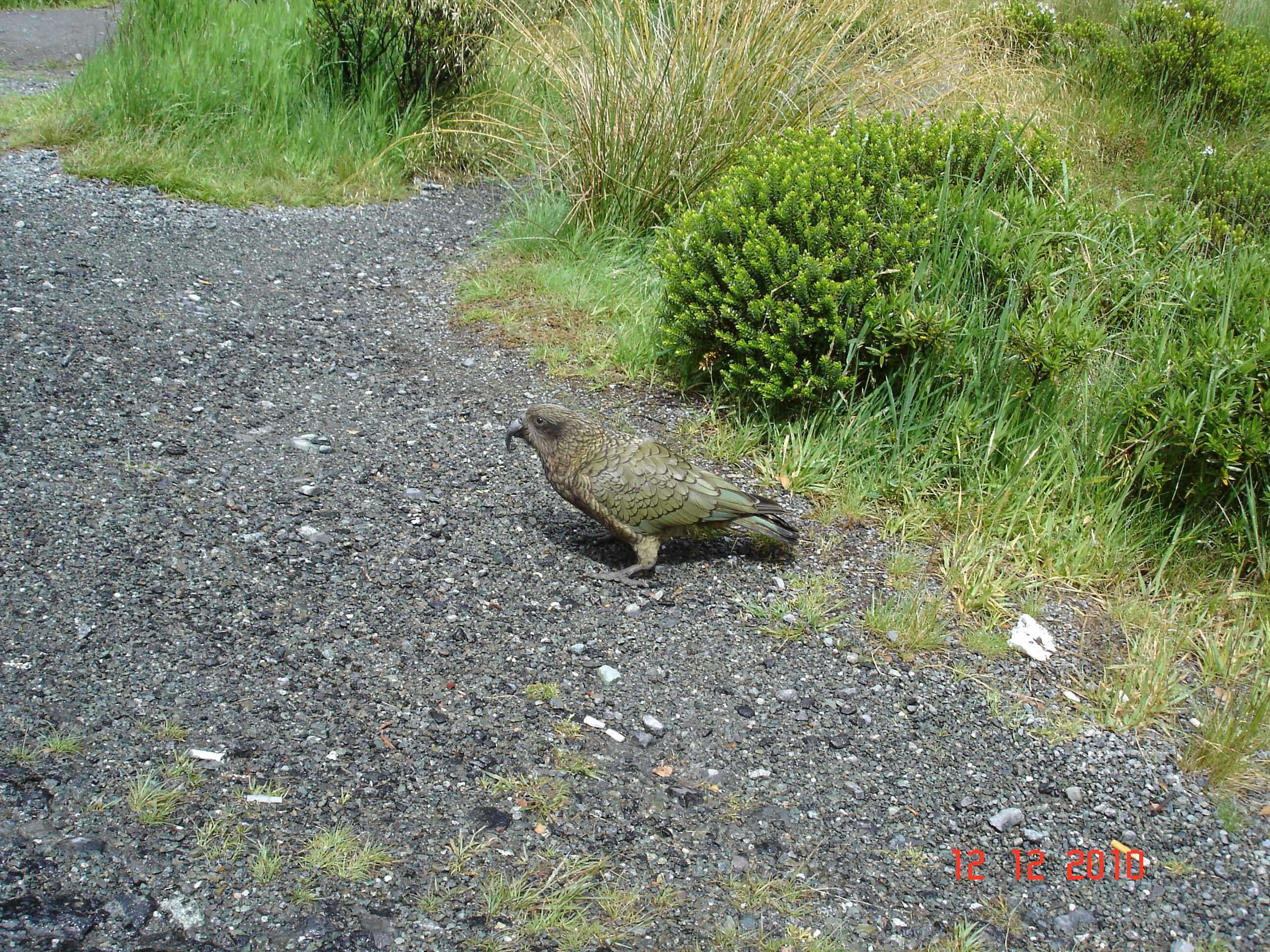 On the way to Milford Sound-6