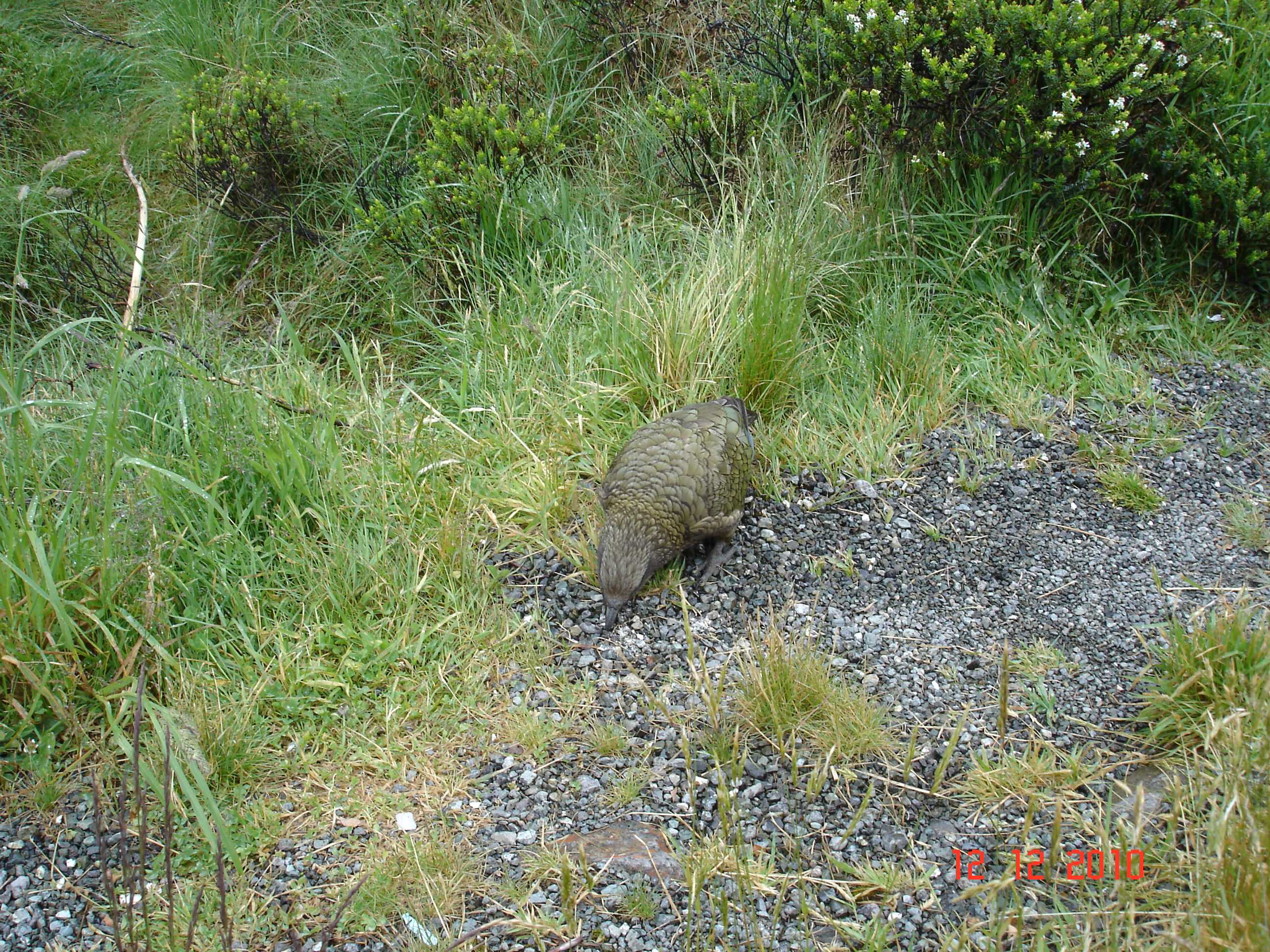 Cestou k Milford Sound-10