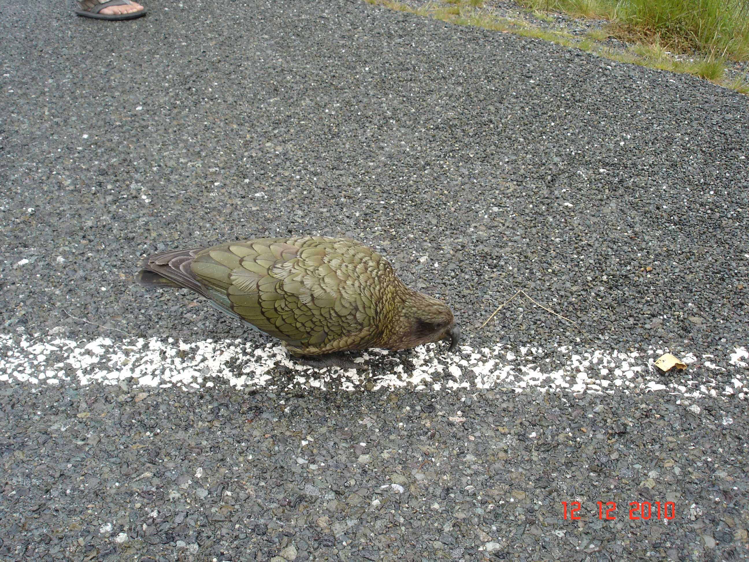 Cestou k Milford Sound-11