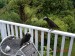 Stewart Island-10