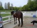 My first horse riding lesson-2